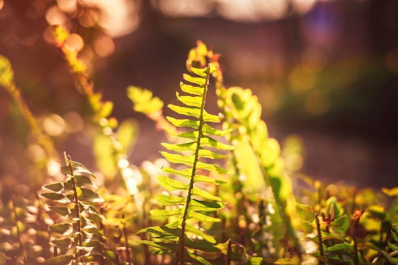 现代诗歌精选300首（优美诗歌欣赏）