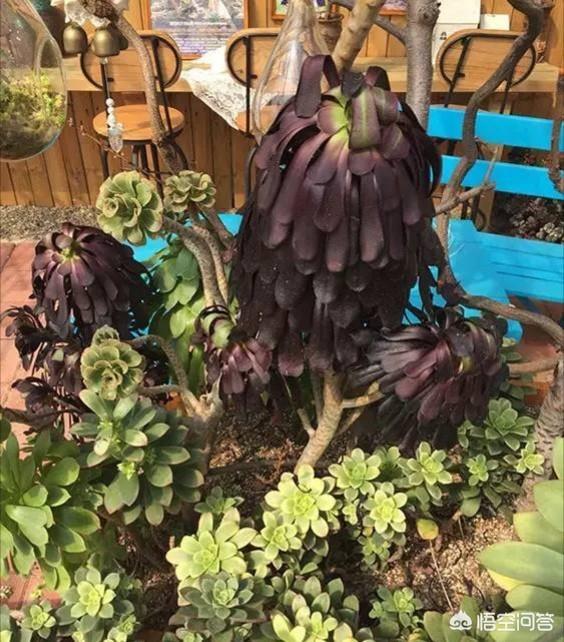 多肉的叶子软了怎么办,多肉叶片软塌塌的怎么办？