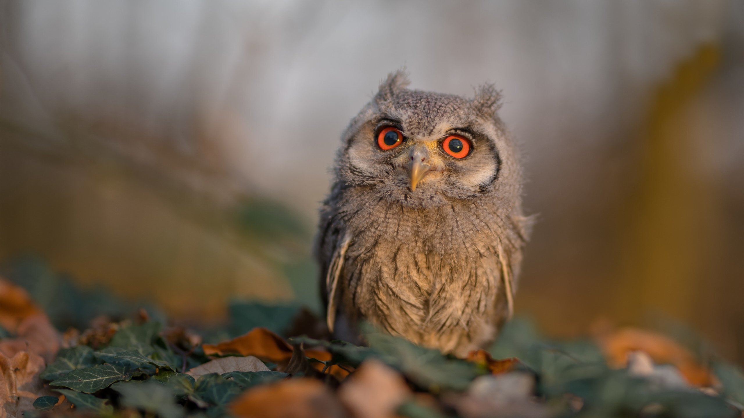 study过去式,study的过去式怎么写啊？