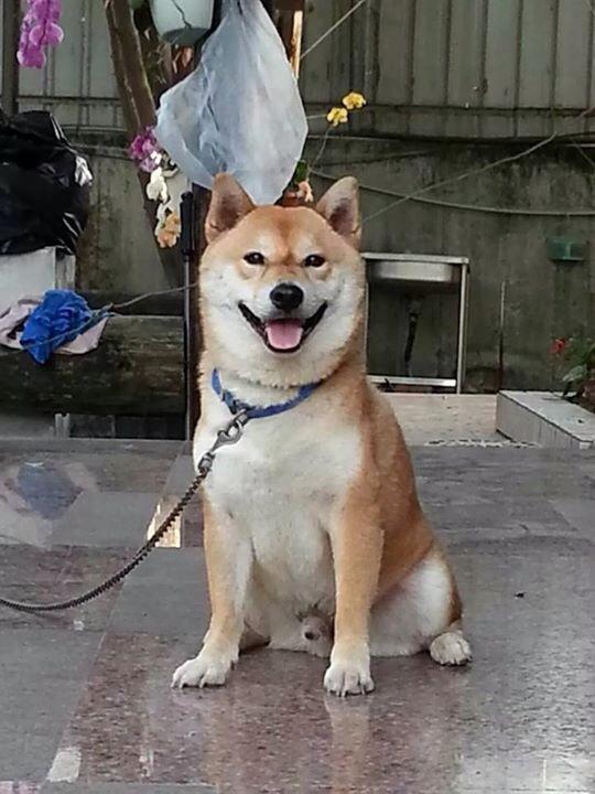 libor利率查询官网,libor利率查询是什么呢？