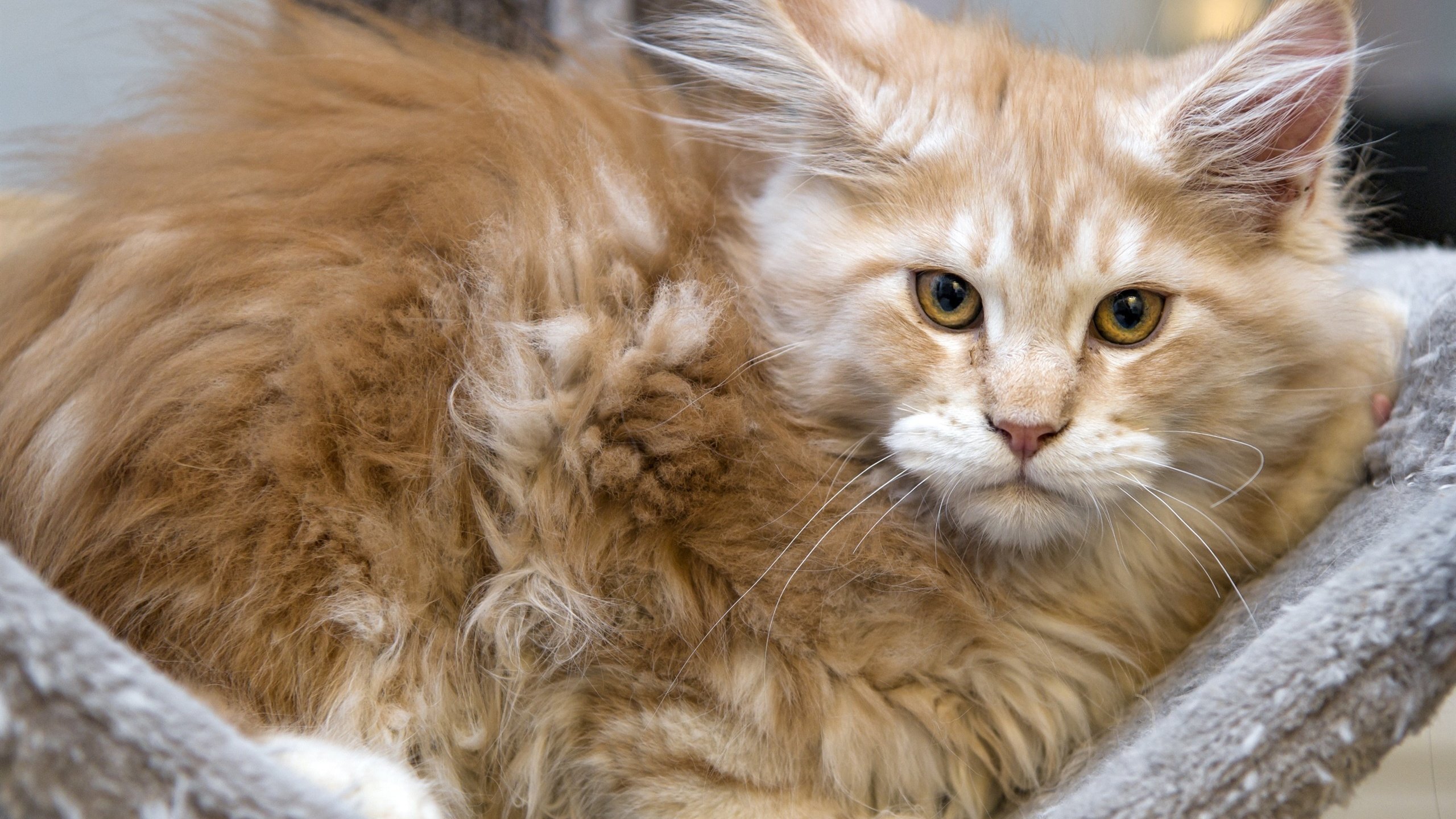 一个王一个玉读什么,王子旁加一个玉字，怎么念？