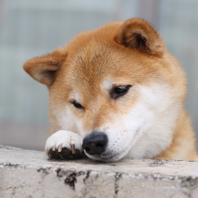 一个均一个金念什么,上面一个均下面一个金读什么？