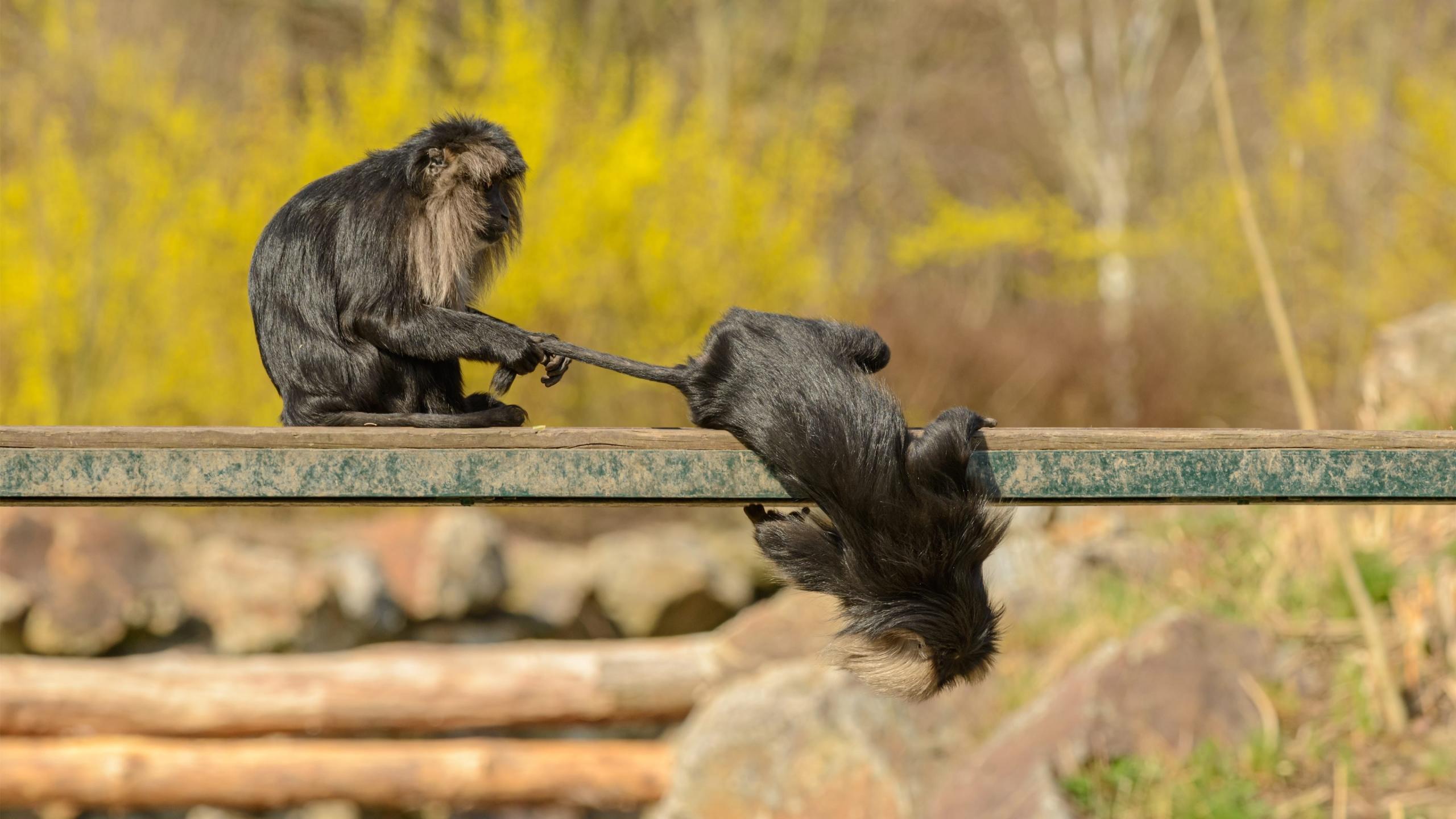 慈祥的近义词和反义词,慈爱的近义词和反义词是什么？