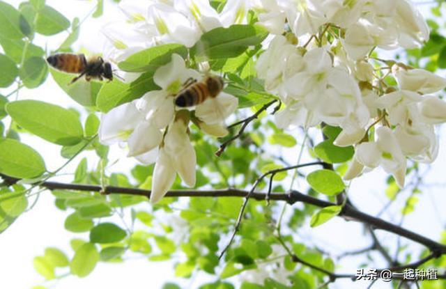 大树最怕什么死的快,活树用什么可以让它尽快死掉？