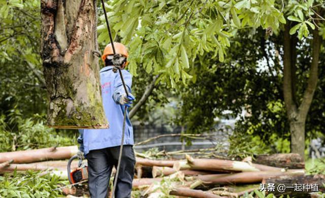 大树最怕什么死的快,活树用什么可以让它尽快死掉？