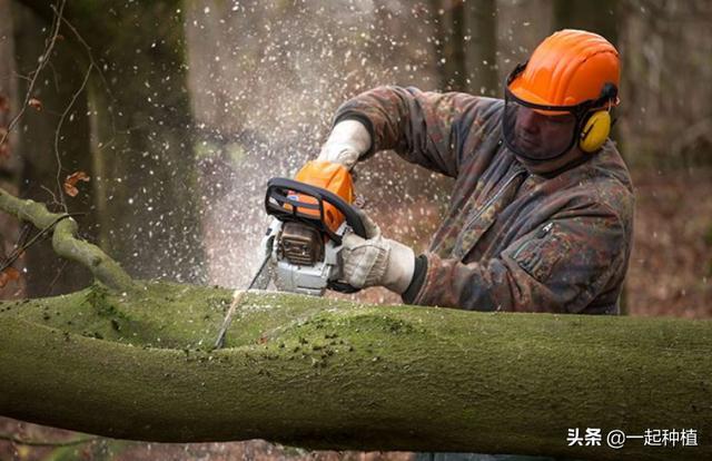 大树最怕什么死的快,活树用什么可以让它尽快死掉？