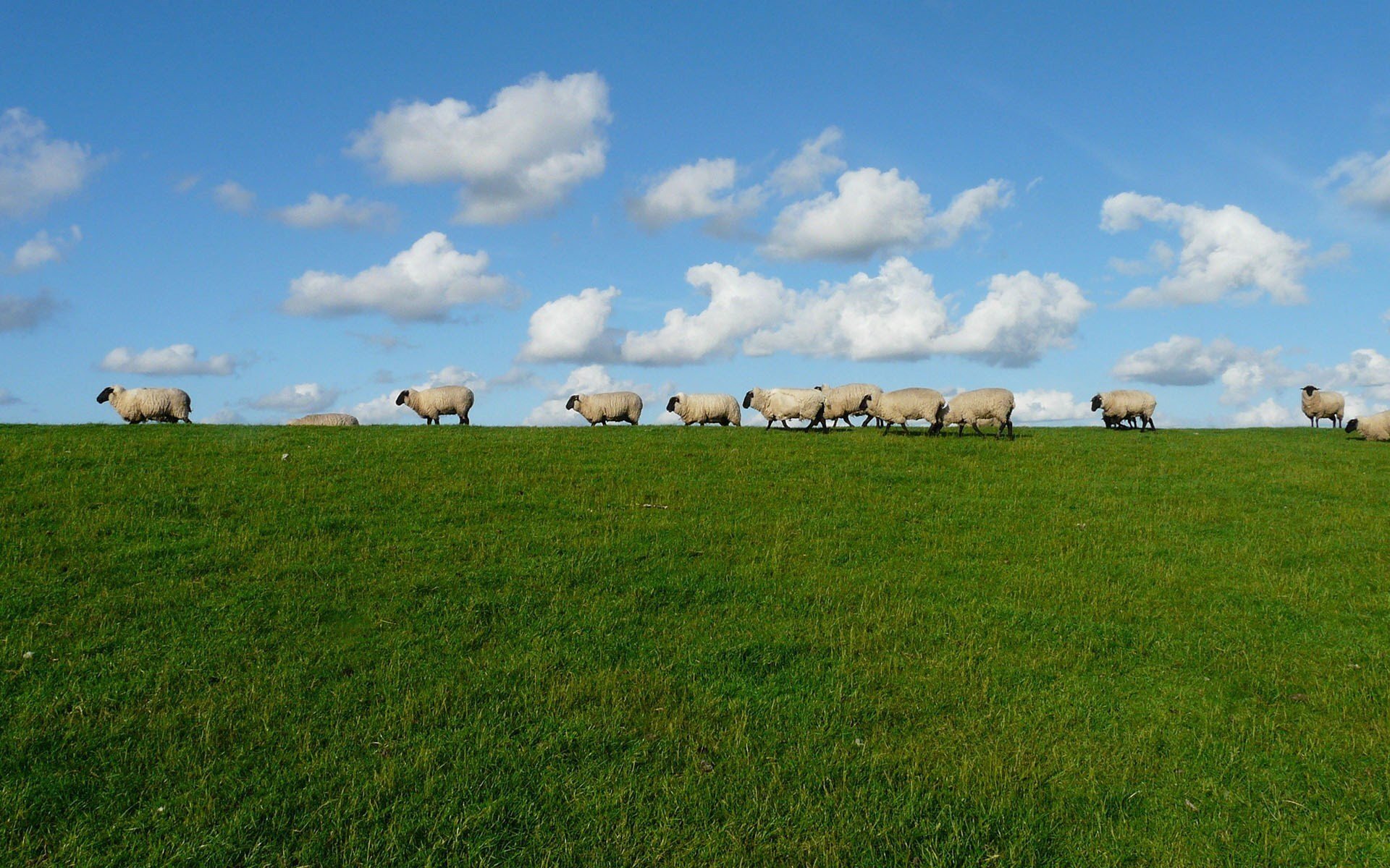 卿是指男的还是女的,“卿”指“男”还是指“女”？