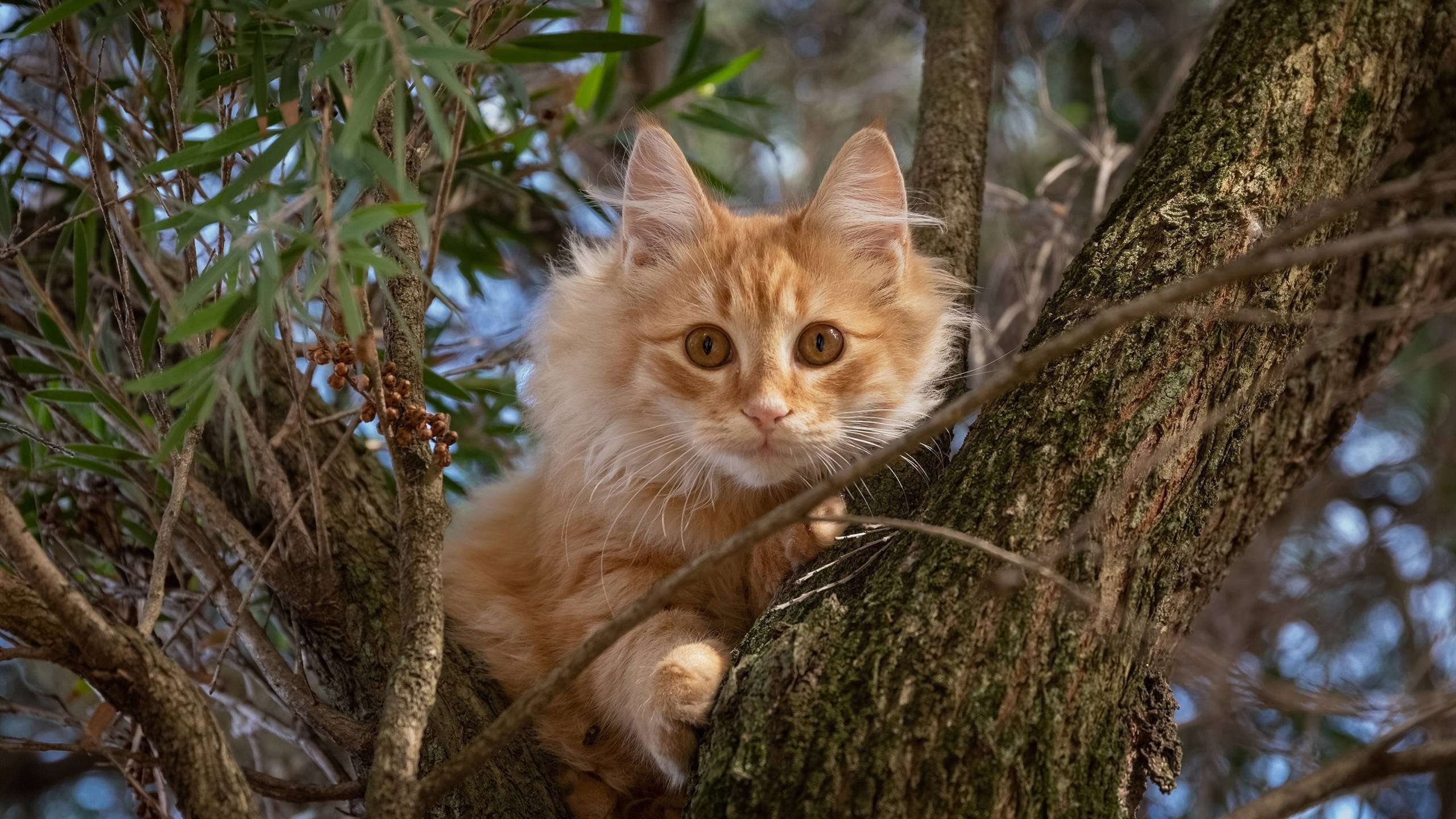 marker是什么意思,marker中文意思是什么？