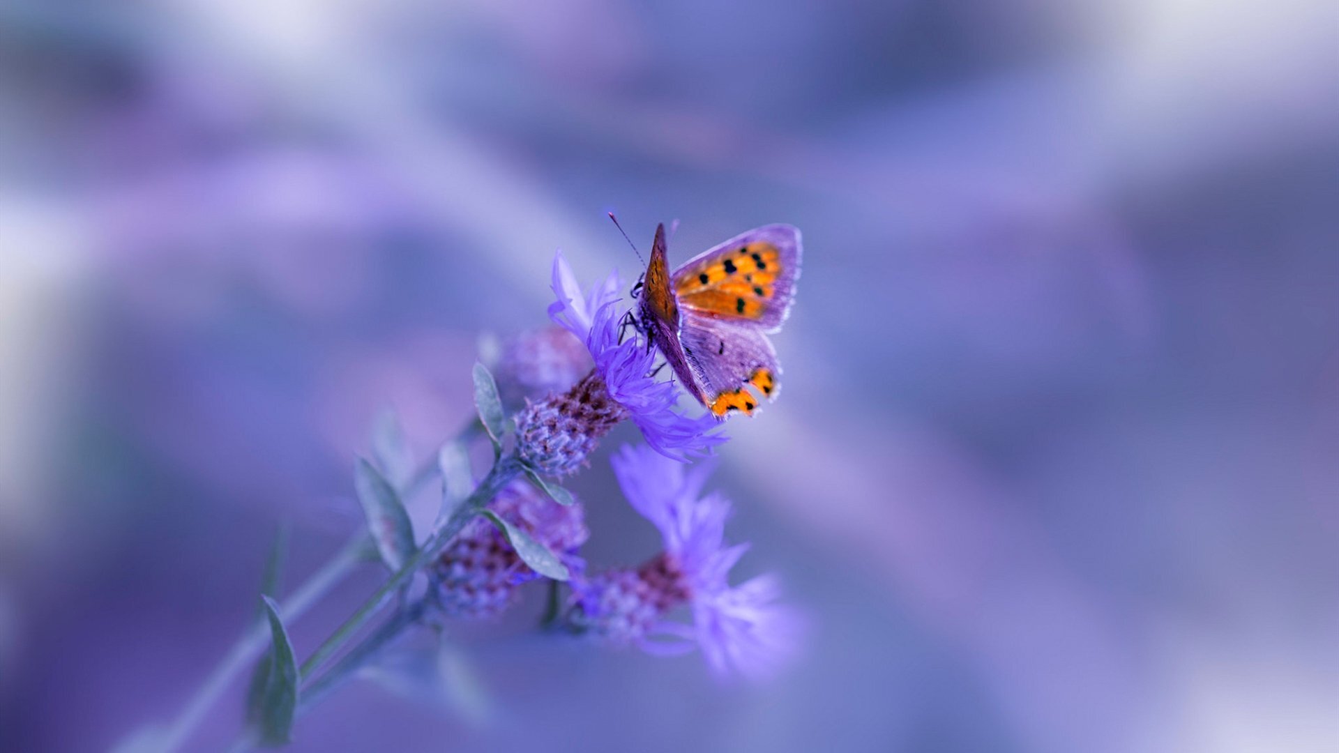 不仅和什么关联词搭配,不但什么而且什么是什么关联词