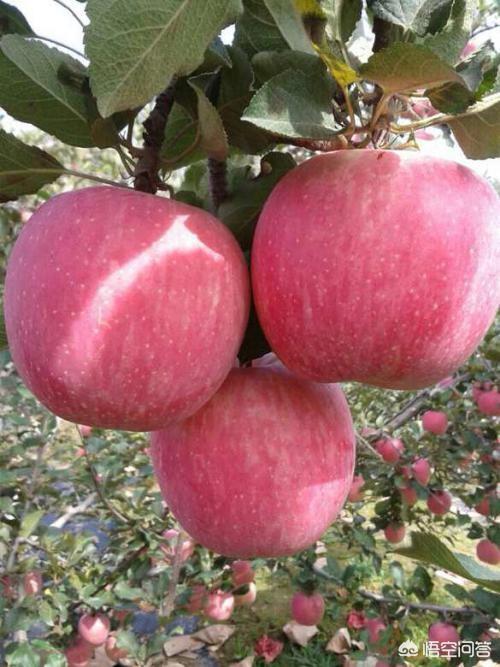 夏娃的苹果,苹果树上，最好吃的苹果在哪里？