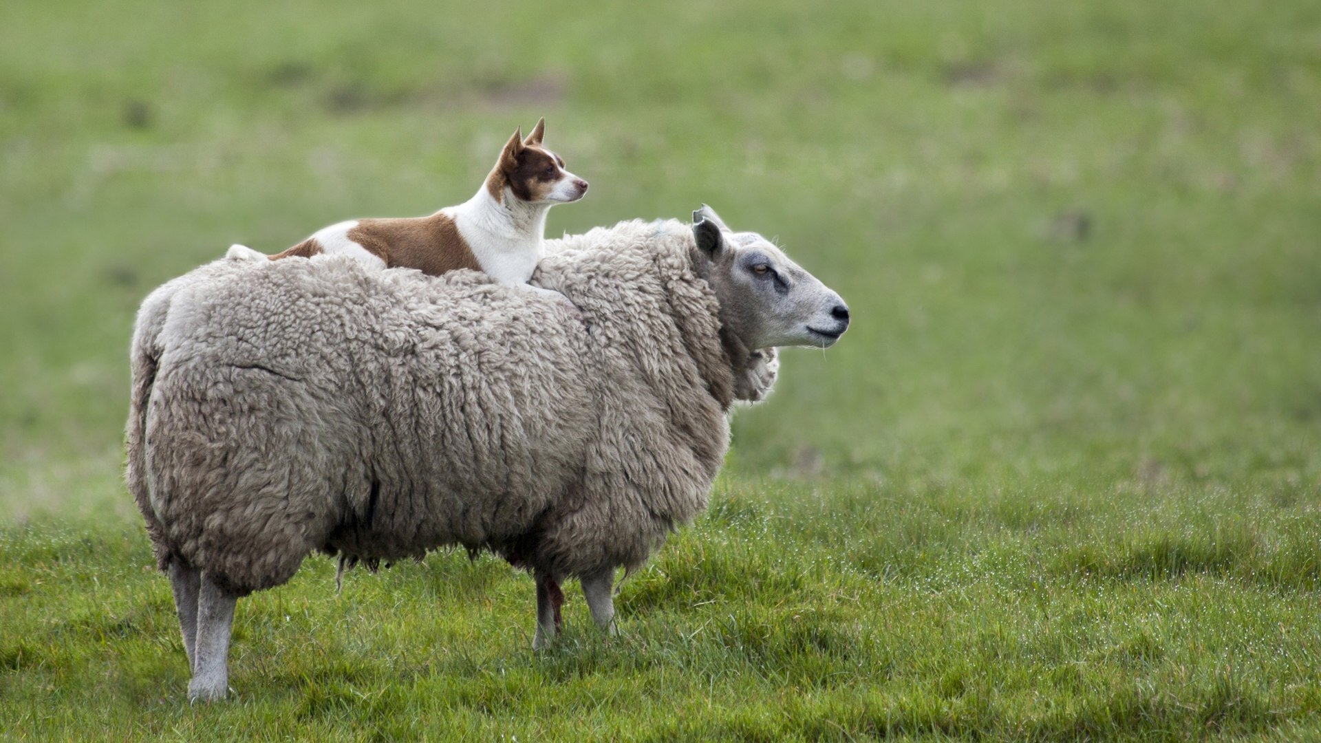 基金净值查询202007,基金净值有哪些查询方式？