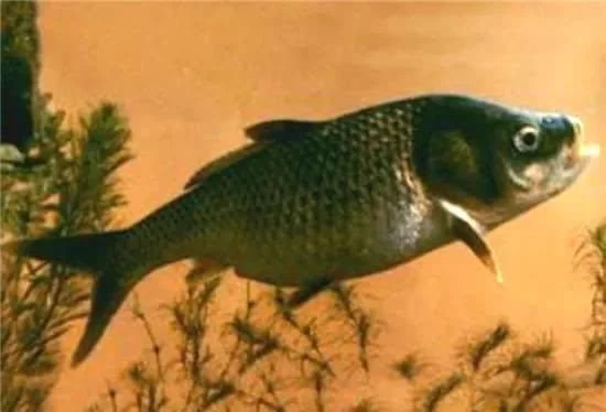 10大名贵食用鱼及价格(十大最好吃的海鱼)