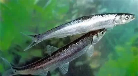 10大名贵食用鱼及价格(十大最好吃的海鱼)