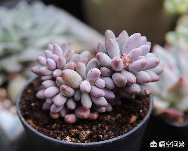 多肉的叶子软了怎么办,多肉叶片软塌塌的怎么办？