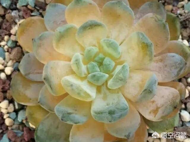 多肉的叶子软了怎么办,多肉叶片软塌塌的怎么办？