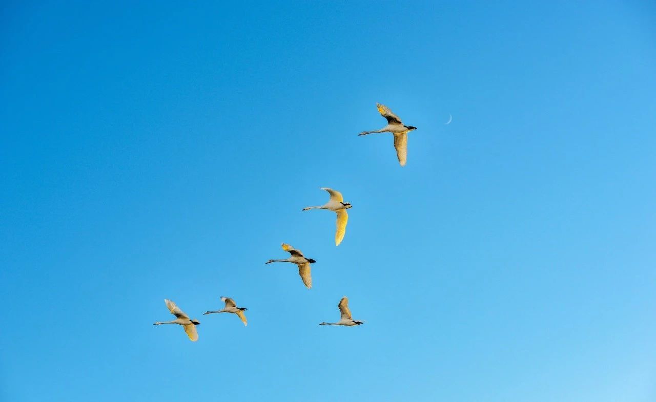 现代诗歌精选300首（优美诗歌欣赏）