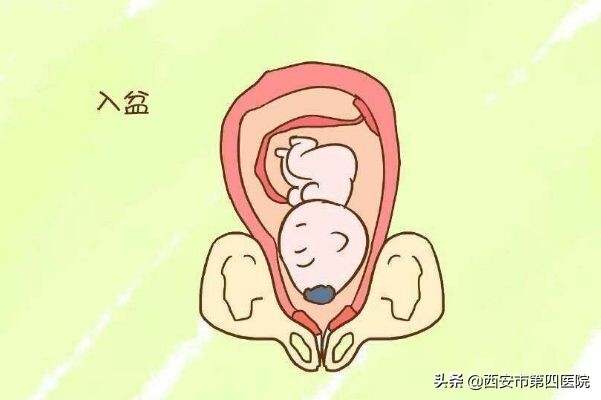 还没足月入盆了是不是快生了