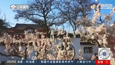 樱桃花和樱花的区别(樱花和樱桃的区别图解)