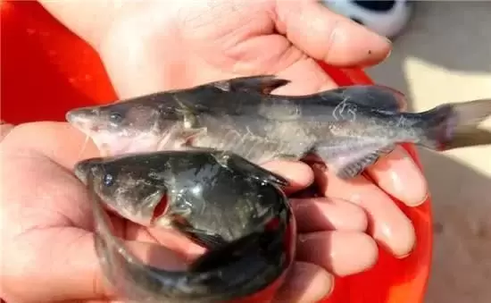 10大名贵食用鱼及价格(十大最好吃的海鱼)