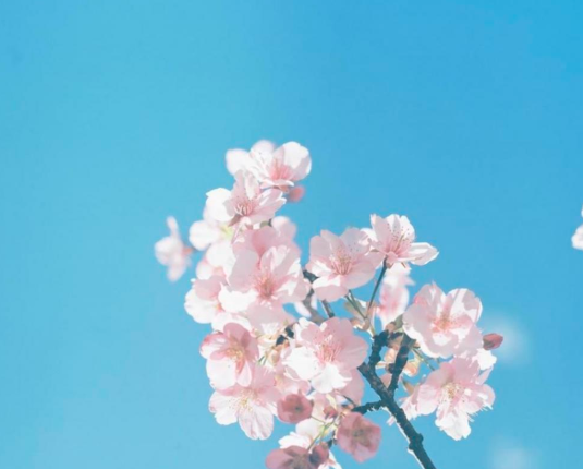 关于花的文案 ：今生卖花，来世漂亮