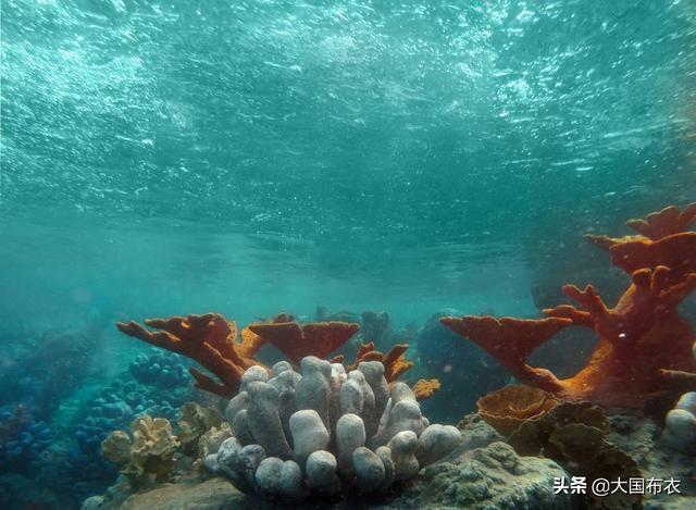 10000米恐怖深海鱼图片（海底9万米有多恐怖）