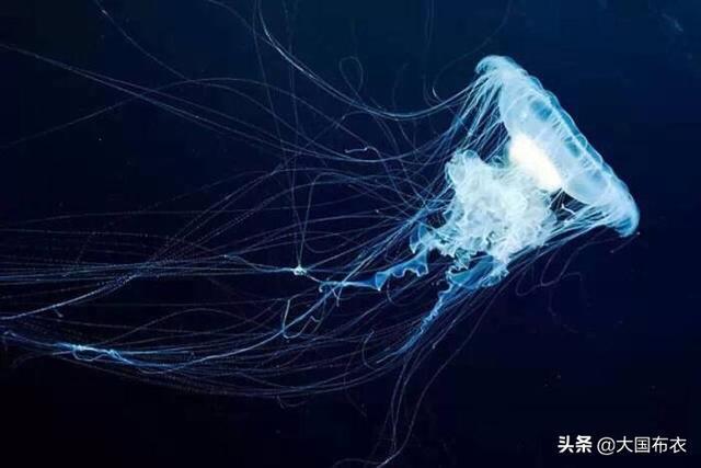 10000米恐怖深海鱼图片（海底9万米有多恐怖）