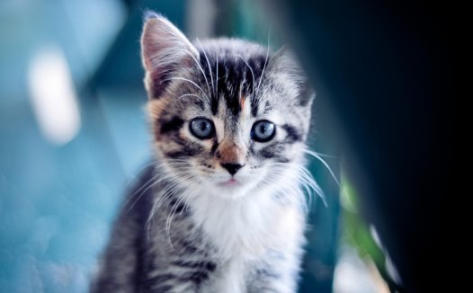 双汇冷鲜肉加盟,加盟“双汇冷鲜肉”得多少钱？