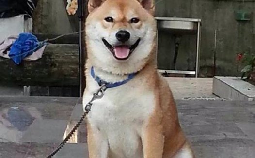 libor利率查询官网,libor利率查询是什么呢？