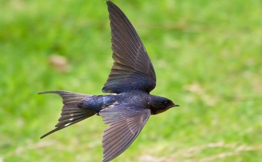 泥融飞燕子是什么意思,泥融飞燕子,泥融怎么解释?