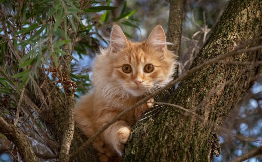 marker是什么意思,marker中文意思是什么？