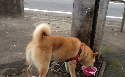 become过去分词,become的过去分词形式？